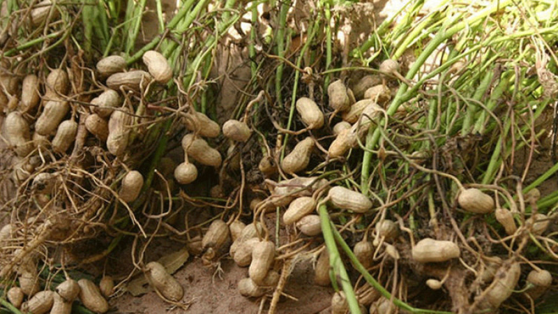 রংপুরে বাদামের ফলন ভালো হলেও বৃষ্টি নিয়ে চিন্তায় কৃষক | দৈনিক আজকের দর্পণ